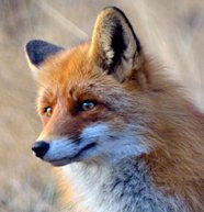 SERVICIO DE FUMIGACION ECOLOGICA